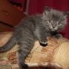 Отдам котят