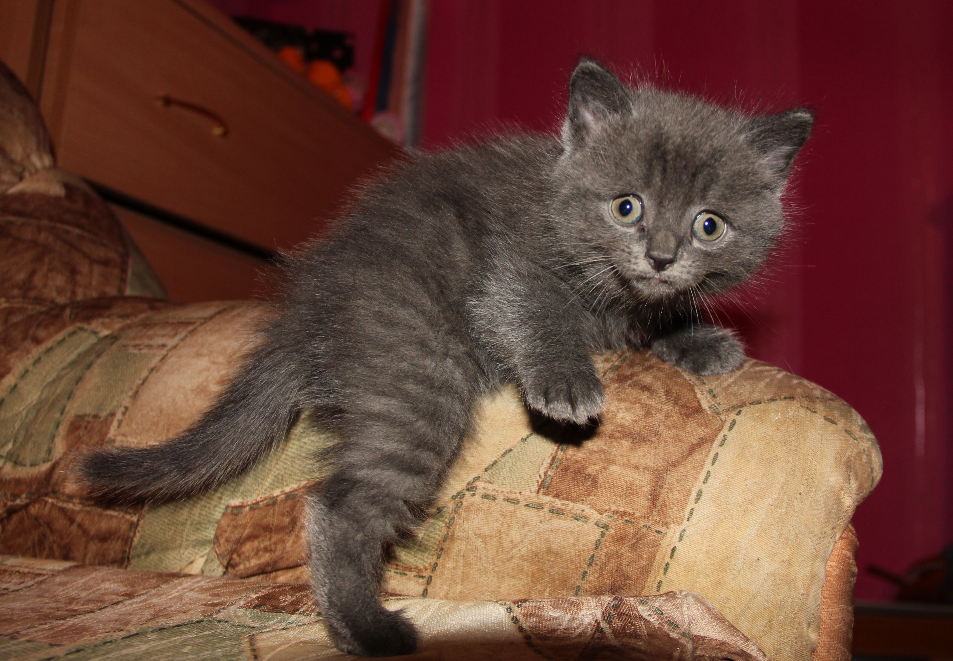 Отдам котят