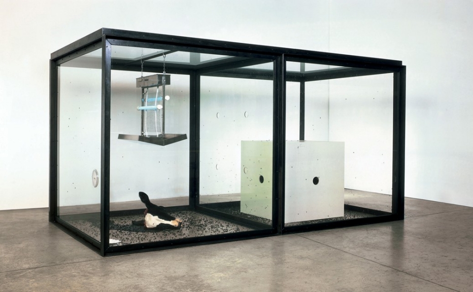 Инсталляция «Тысяча лет» 1990 года – одна из самых значительных работ автора. В стеклянном вольере лежит голова коровы, личинки,