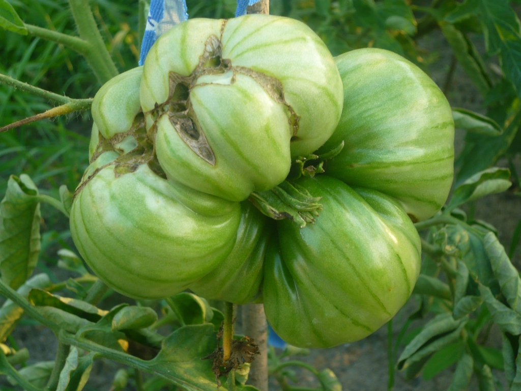 помидорчик