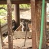 Котэ в саду