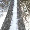 "сосновая дорожка" "сосновая дорожка"