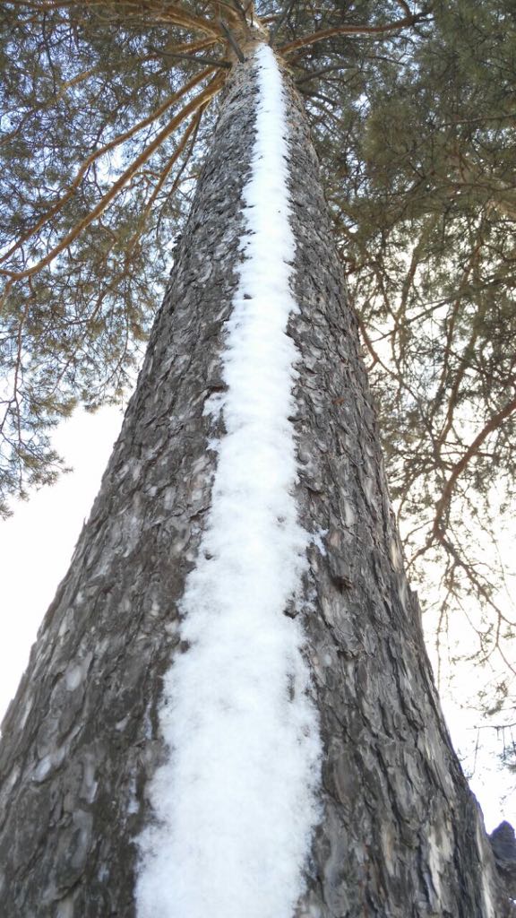 "сосновая дорожка"