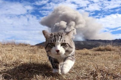 котэдым)))))