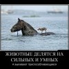 Сильные и умные