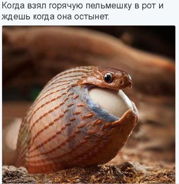 Горячая пельмешка