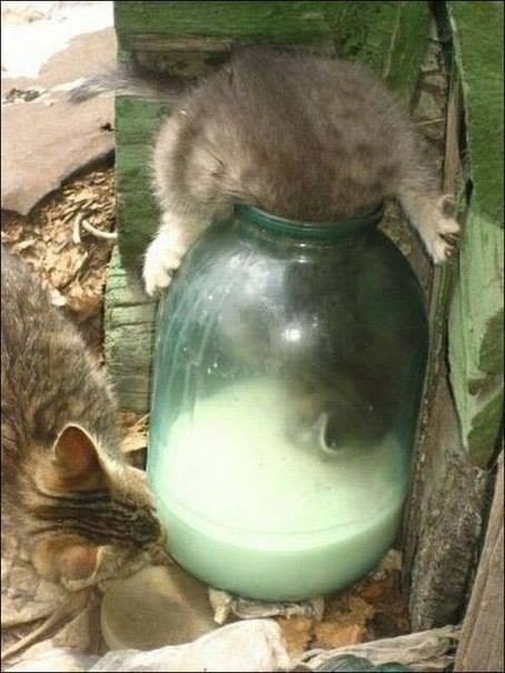 10291294 10152369226349025 446813261583282412 n