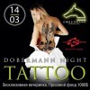 Dobermann night