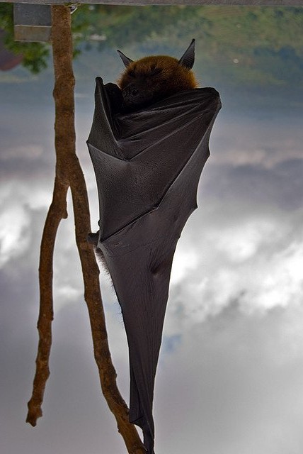 Мы збагойны - у наз зончаз