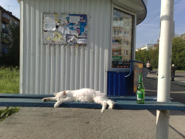 "Белыми и пушистыми" бывают только настоящие КотЭ