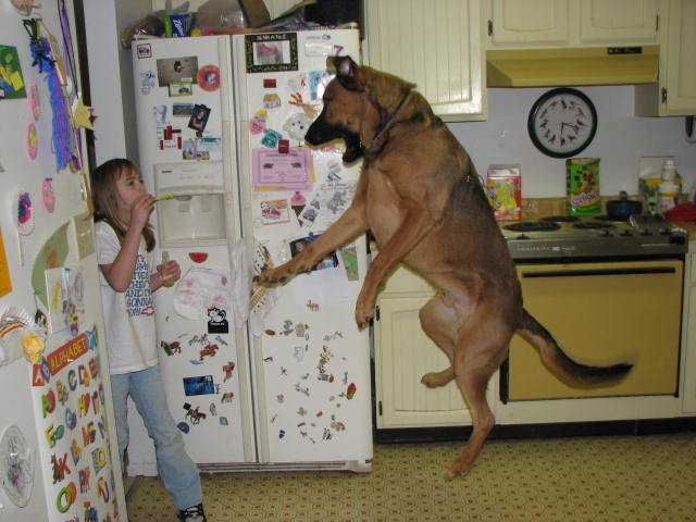 бешеный пёс