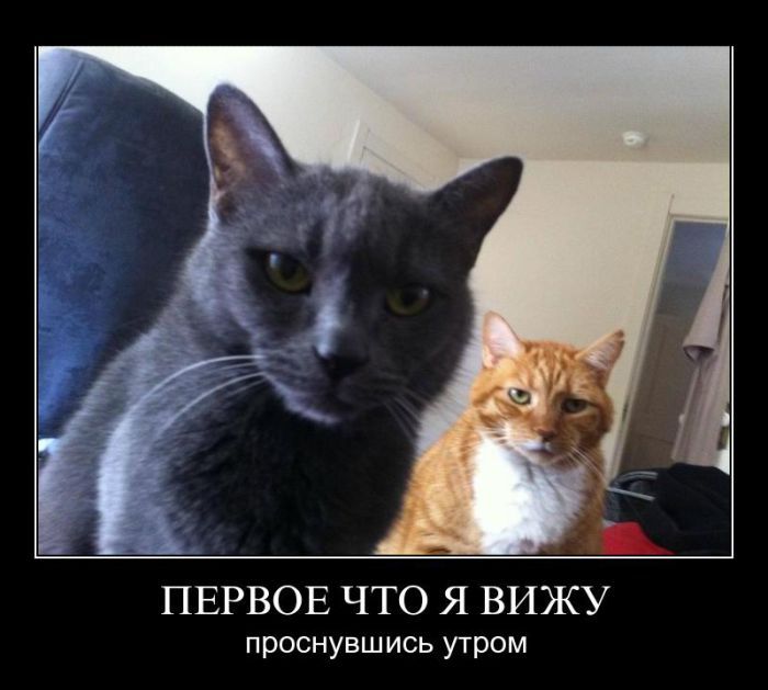  Демотиватор для кошковедов