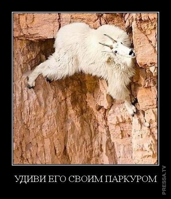 Удиви его