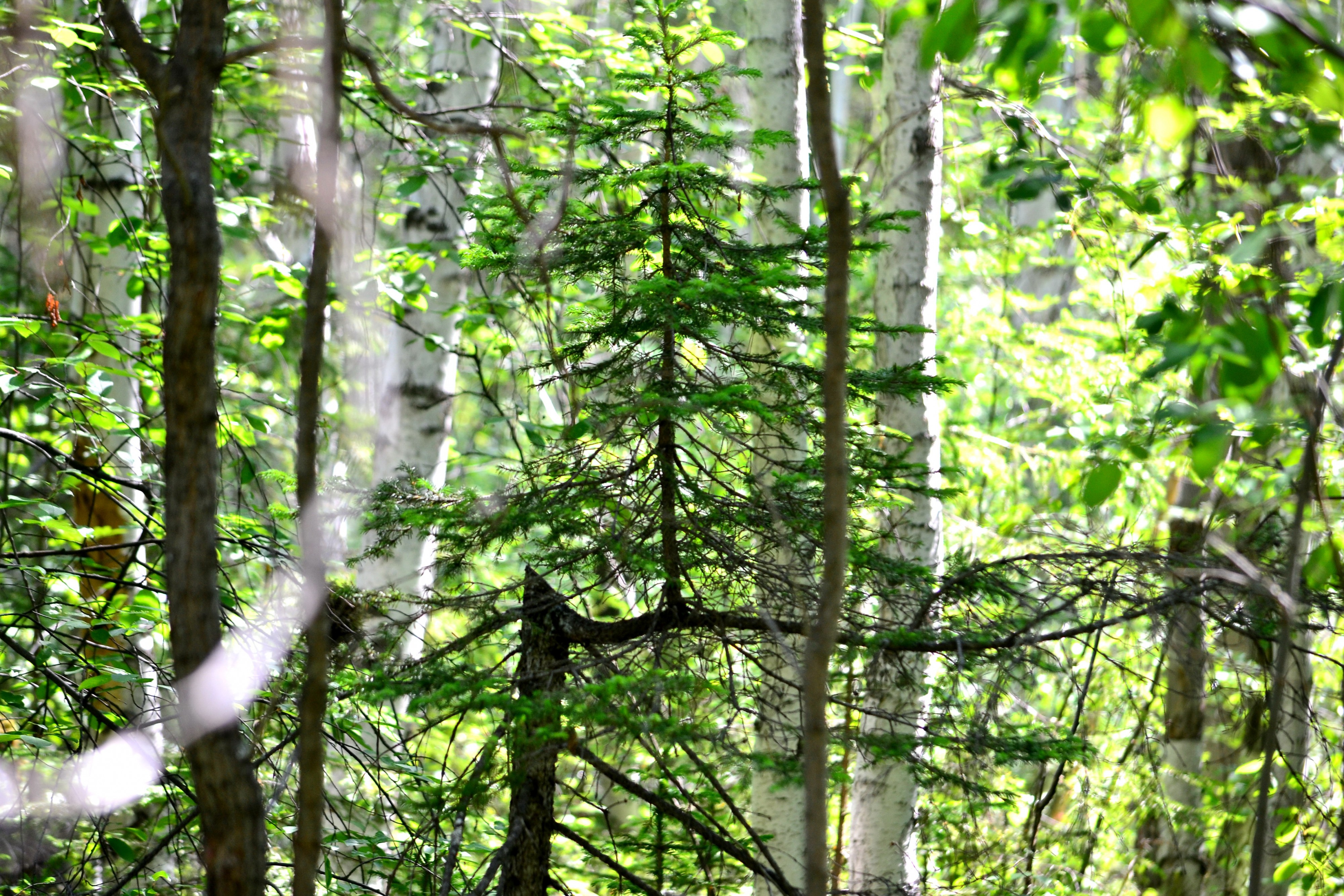 Жить захочешь не так раскорячишься