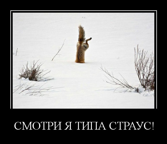 Типа страус