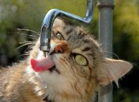 котуха пахмиляеца))))))