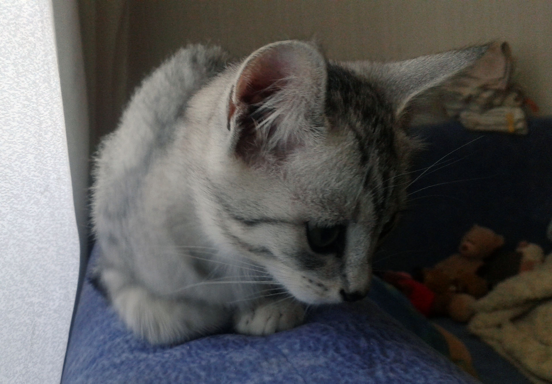 Отдам котенка, 2,5 месяца