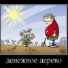 Денежное дерево