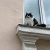 Ангарский котэ Ангарский котэ