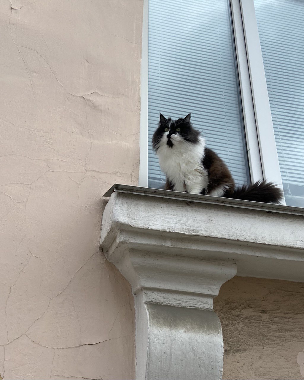 Ангарский котэ