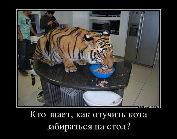 Как отучить кота...