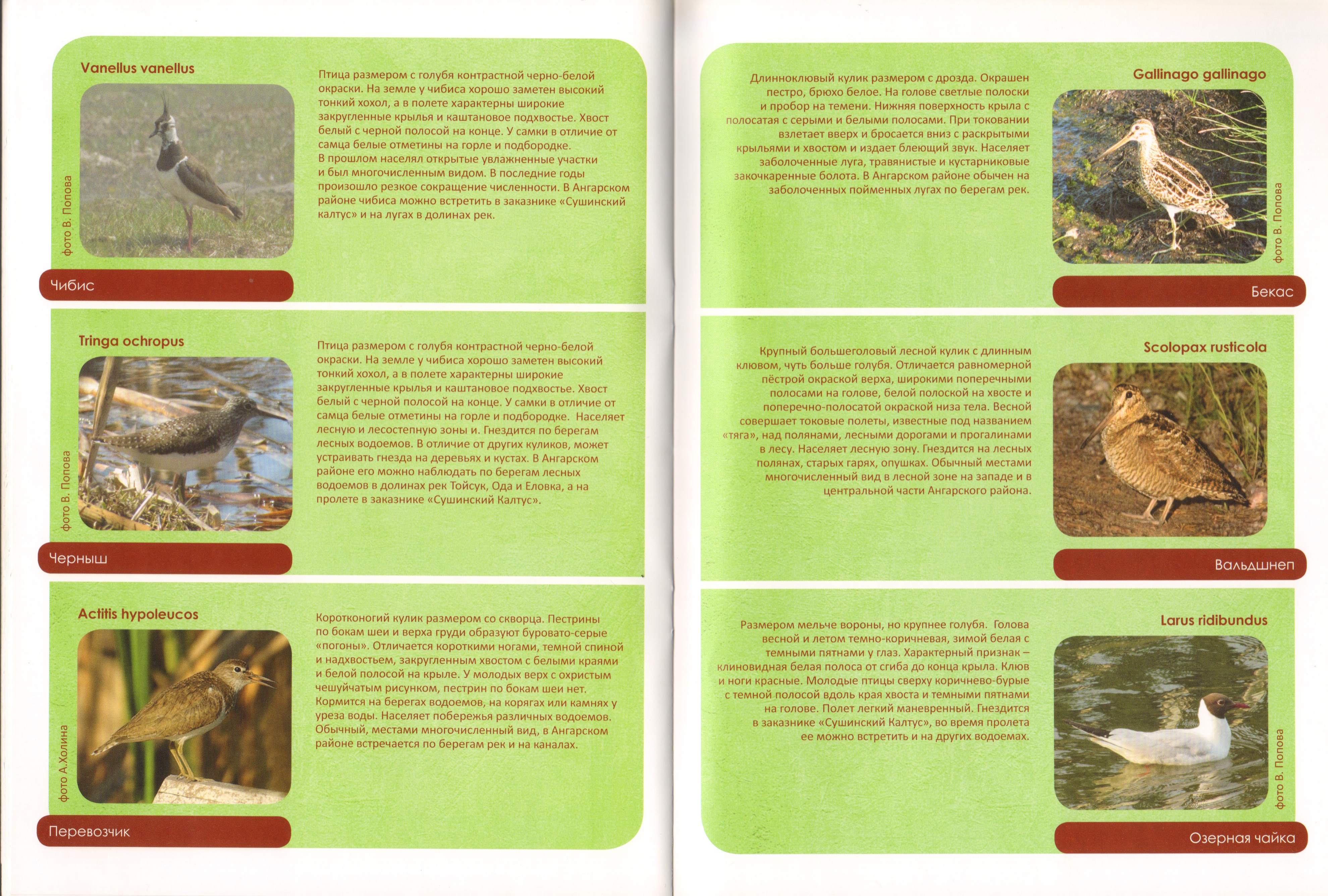 Животный мир Ангарского района 11