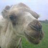 любопытный с очаровательными зубками Camel любопытный с очаровательными зубками Camel