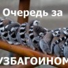 очередь за узбагоином))))