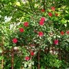 Забор из роз Забор из роз