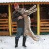 Рысь - добыча охотника