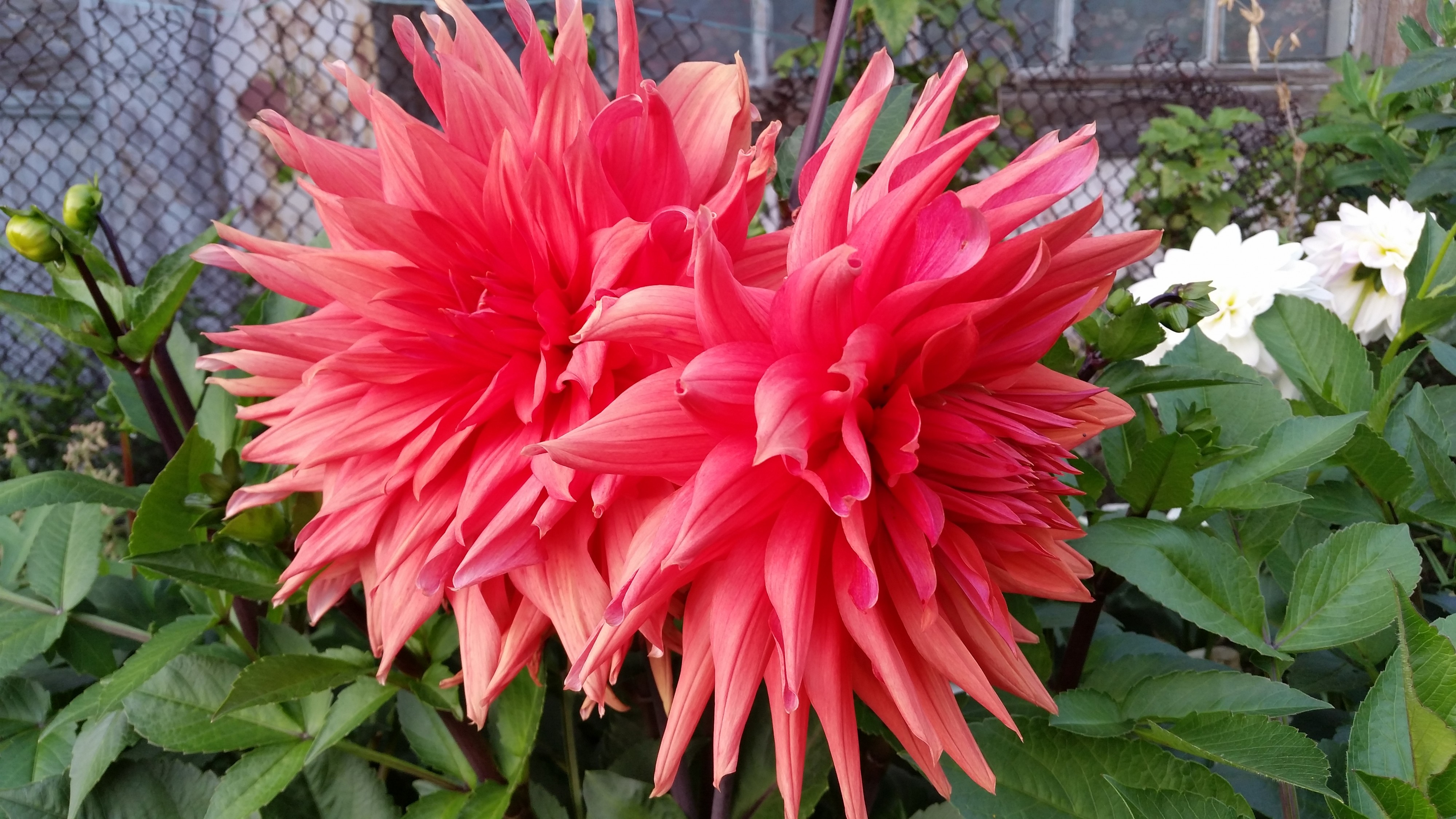 георгиныыыыы))))))