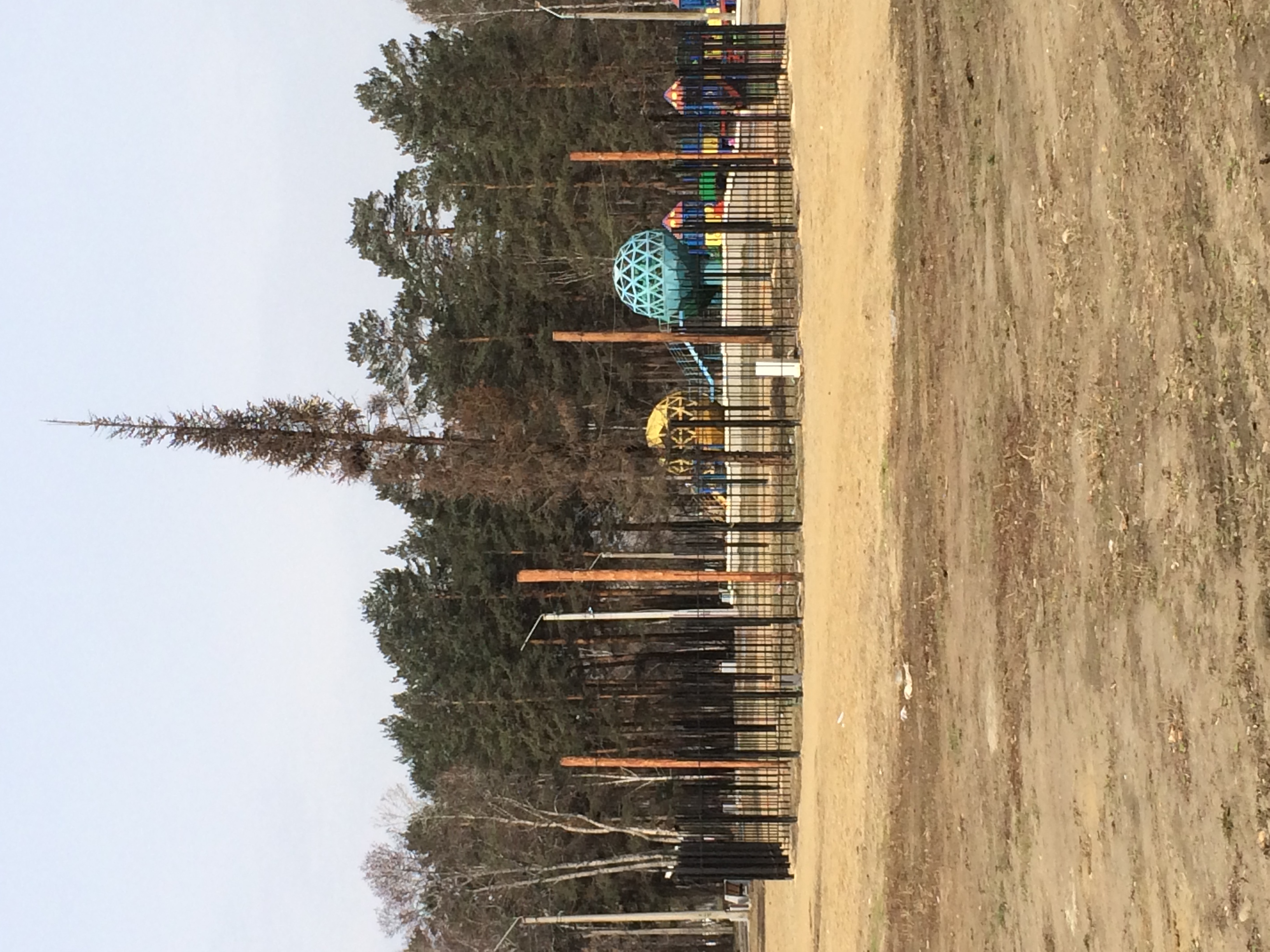 Мертвая пихта за черной оградкой Мертвая пихта за черной оградкой