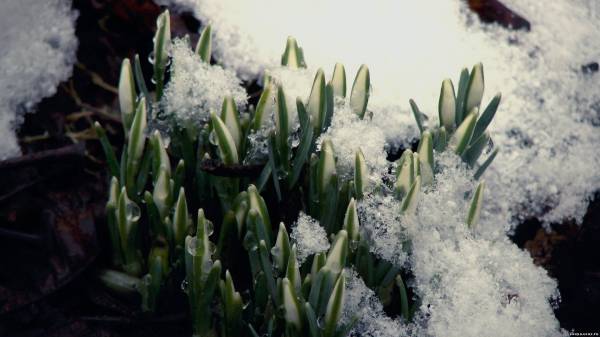 пробуждение весны