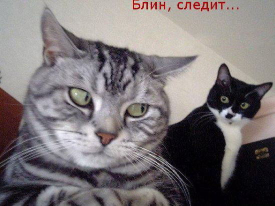 Блин, следит