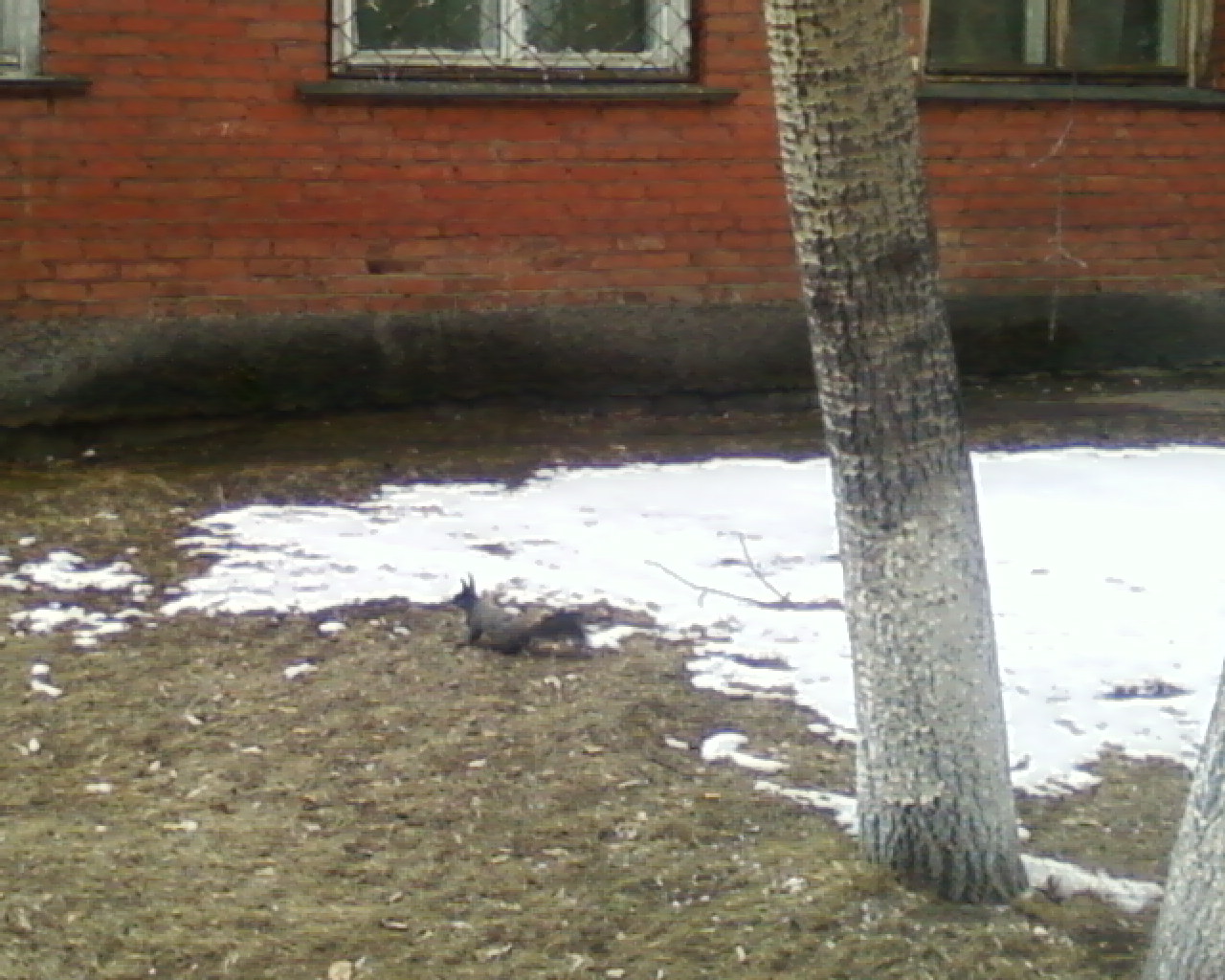 белочка
