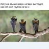 Летучие мыши Летучие мыши