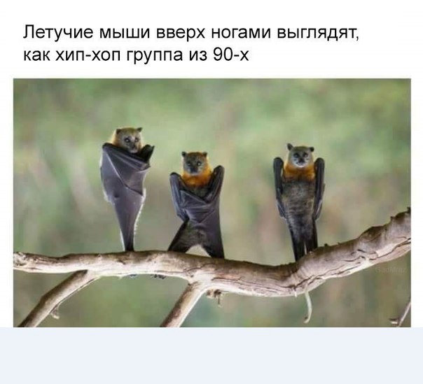 Летучие мыши