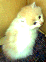 Котенок ищет хозяина 