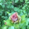 цветочек из листочков цветочек из листочков