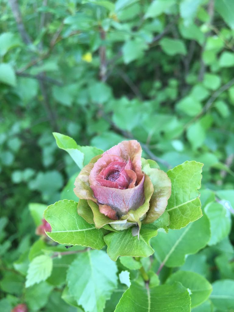 цветочек из листочков