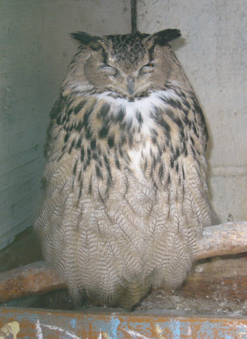 Хорошо быть птичкою…