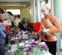 Фиалка - любимый цветок всех домашних цветоводов, особенно начинающих Фиалка - любимый цветок всех домашних цветоводов, особенно начинающих