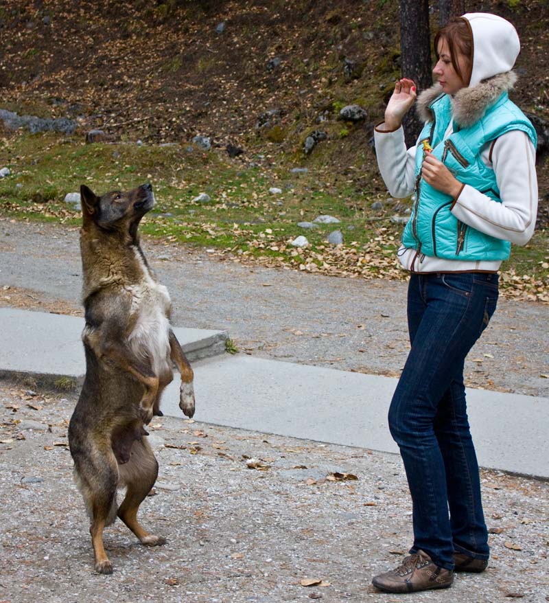 чудеса дрессуры