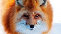 Очередная рыжая))))) Очередная рыжая)))))