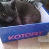 котофей котофей