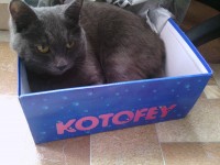 котофей: Пыталась выбросить коробку из под обуви, кот упорно не желал её освобождать:-)  и надпись на коробке подходящая ;-)