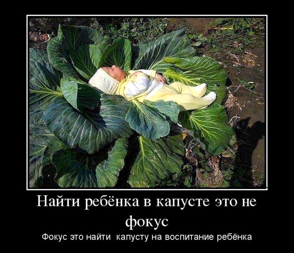 Капуста на воспитание ребенка