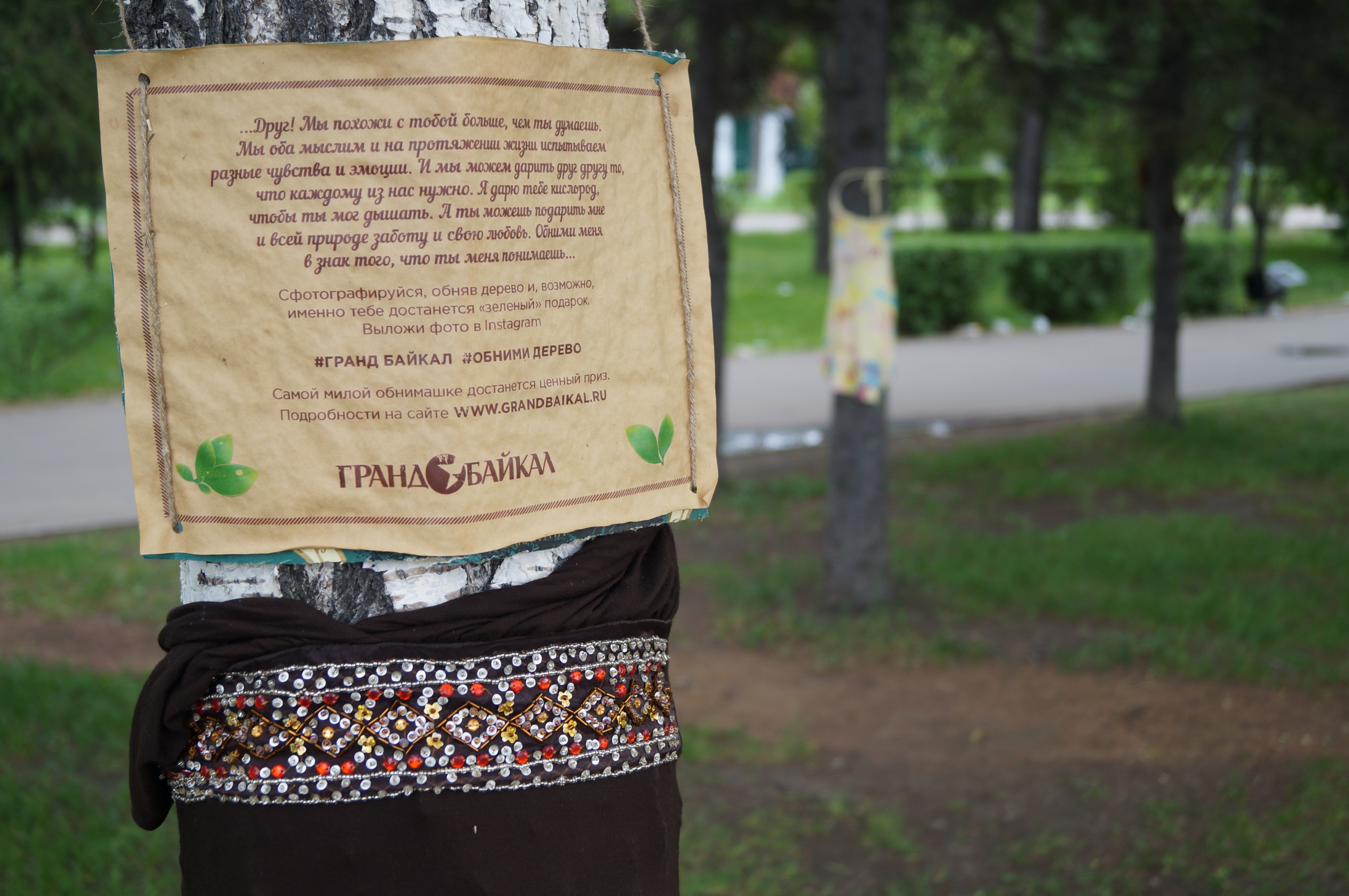 Обними дерево!