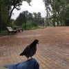 голубиный спам голубиный спам