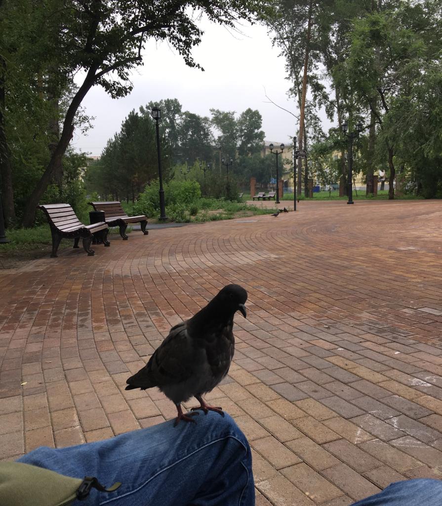 голубиный спам